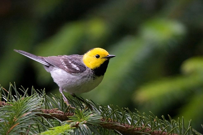 Hermit Warbler