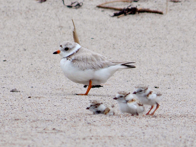 Piping Plover