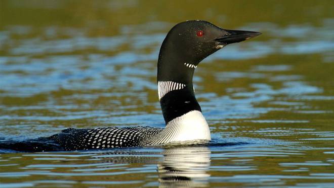 Loon