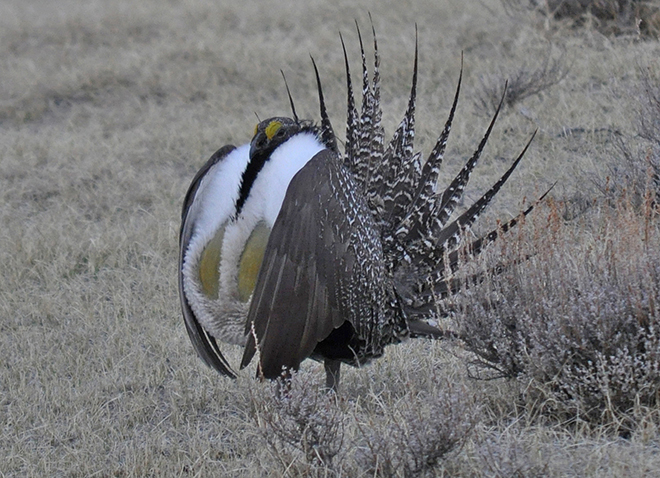 Greater Sage Grouse