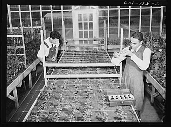 Students in the greenhouse