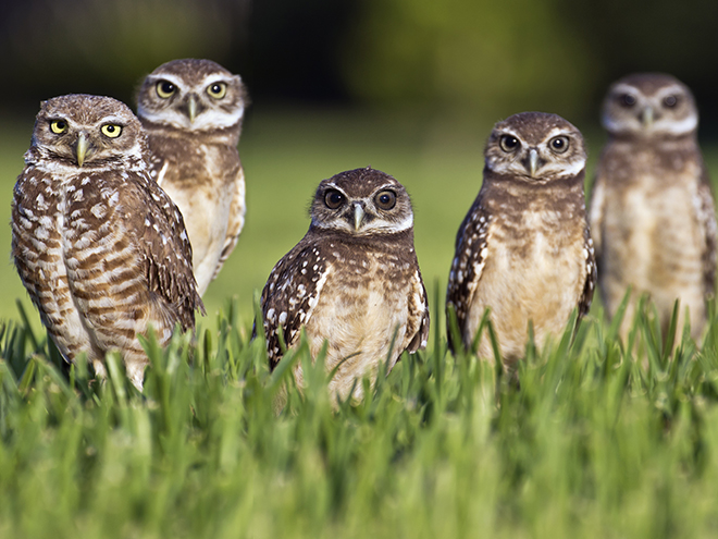 Burrowing Owl