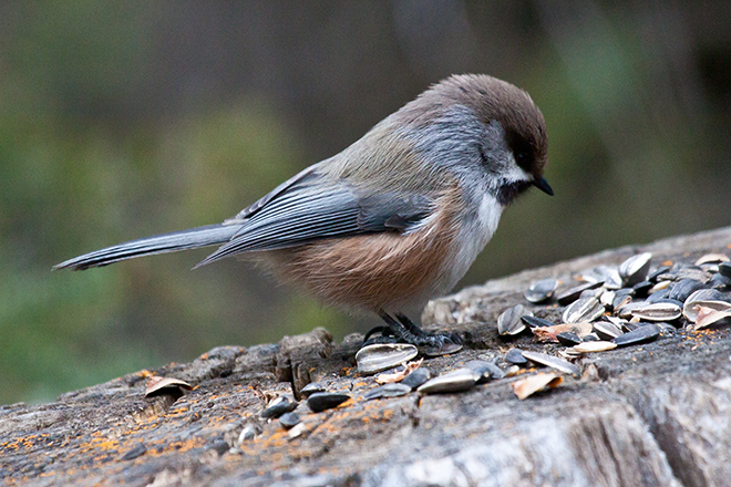 Boreal Chickadee