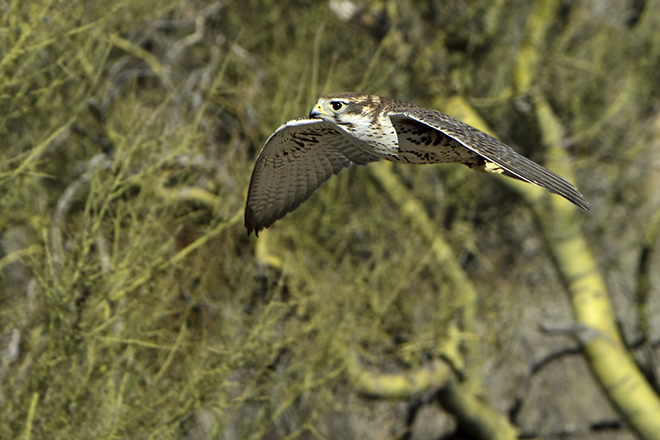 Prairie Falcon