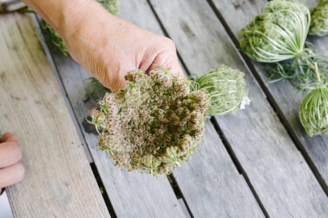 queen anne's lace fruit