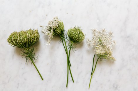 queen anne's lace