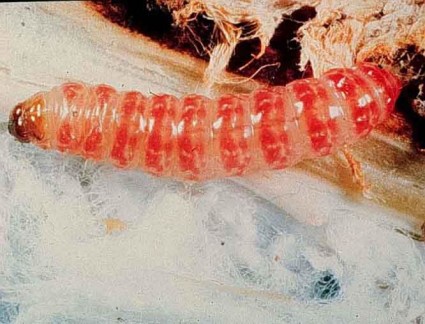 The pink bollworm: the bug that ate Monsanto’s Bt franchise?