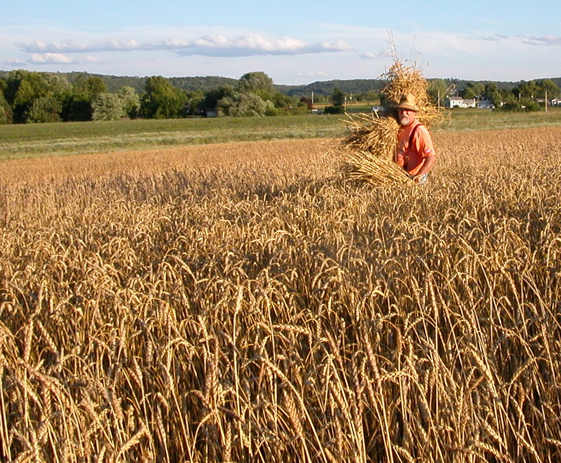 local grains