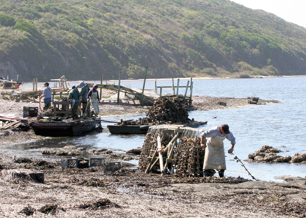 Drakes Bay Oyster Farm