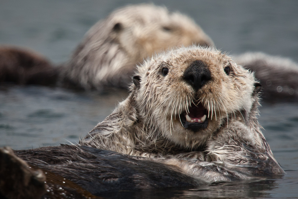 otters