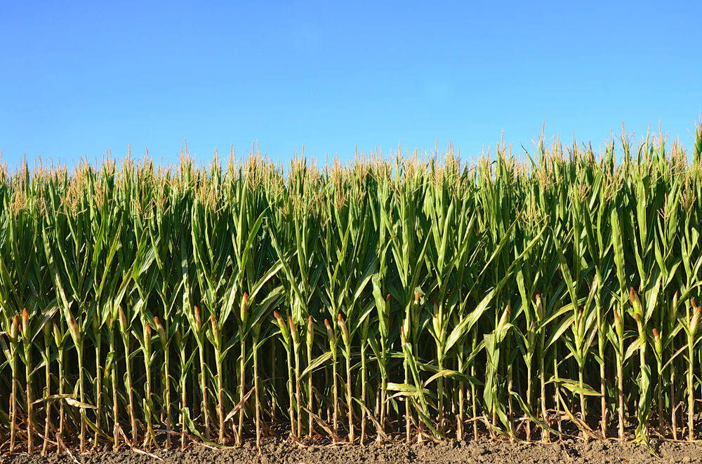 Field of corn.