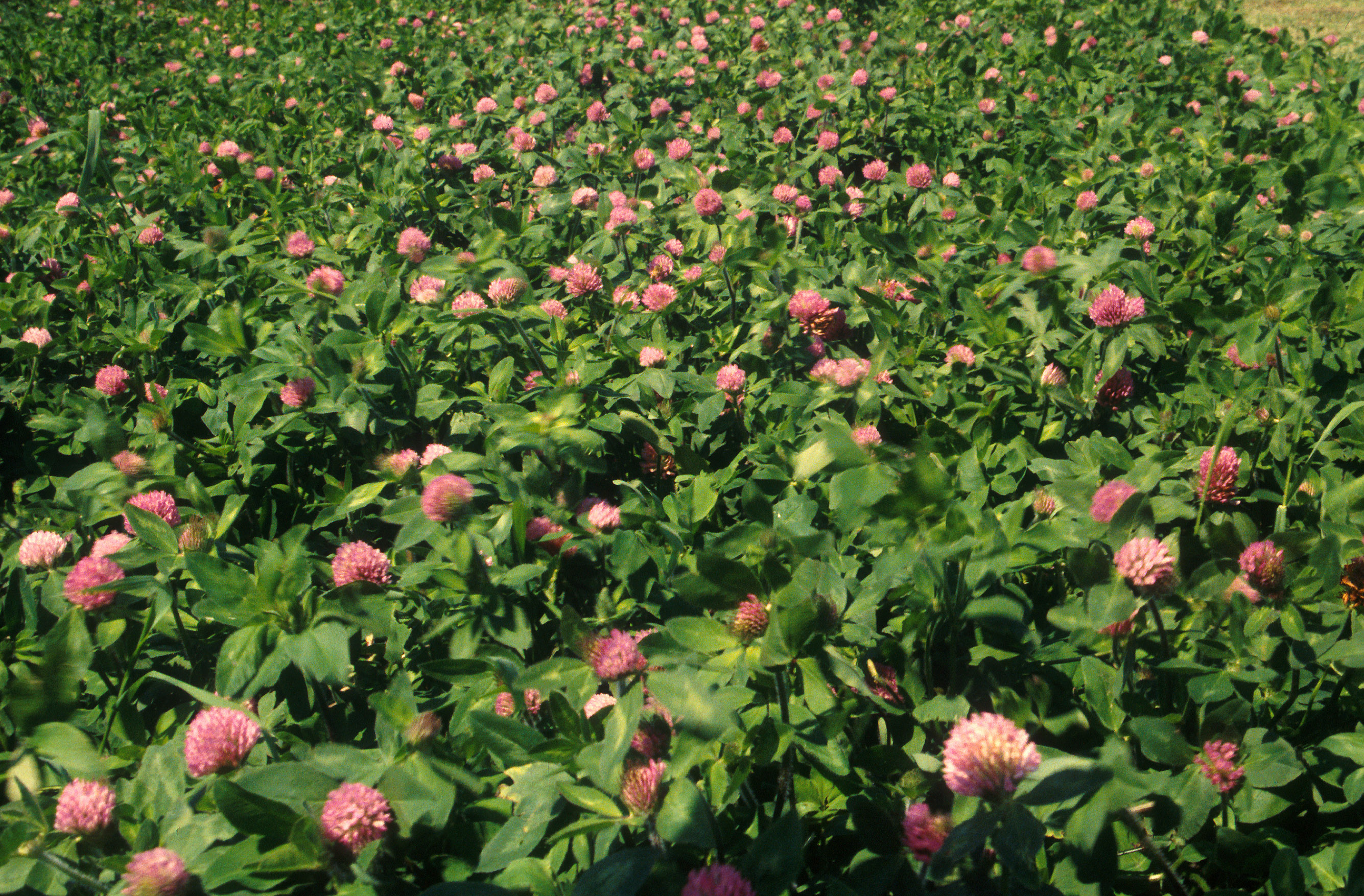 Red clover