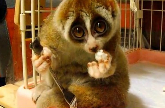 slow loris snack