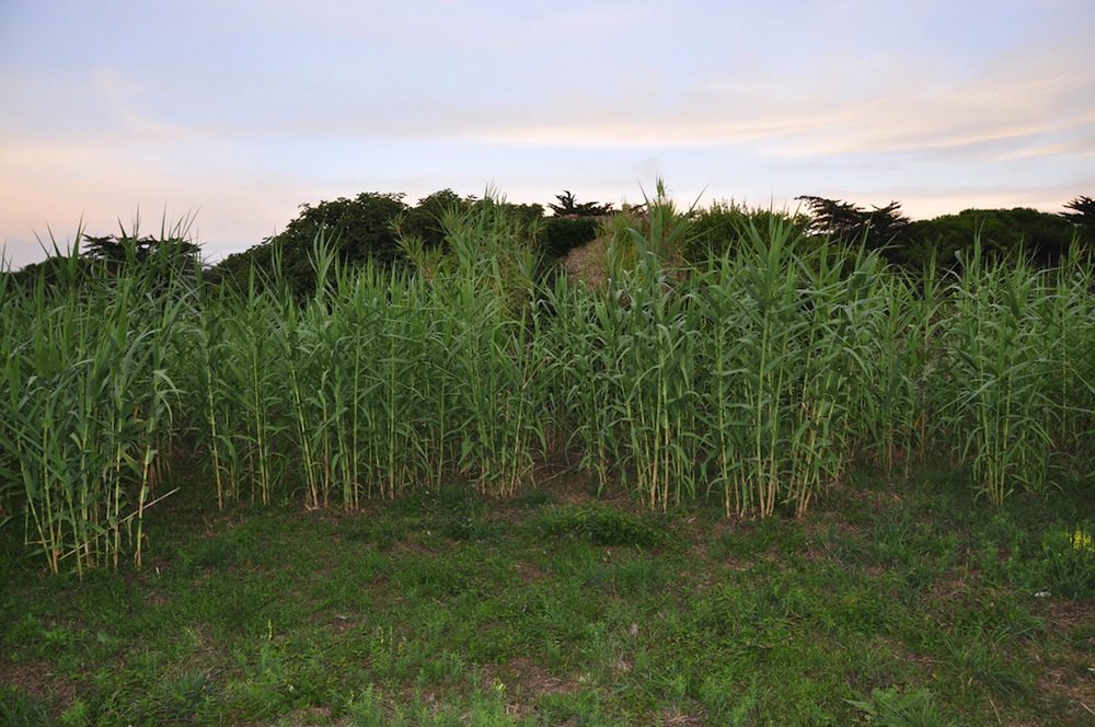 Giant reed