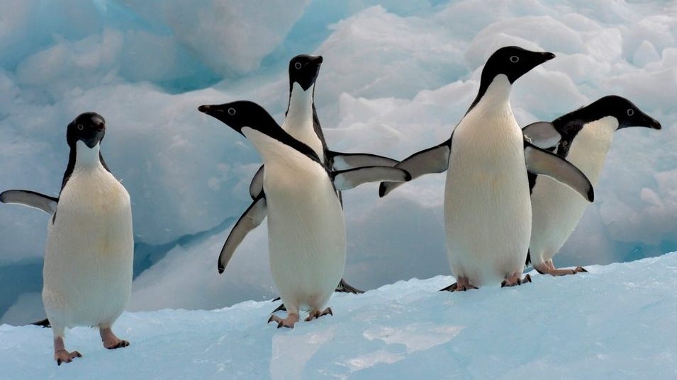 Penguins in Antarctica