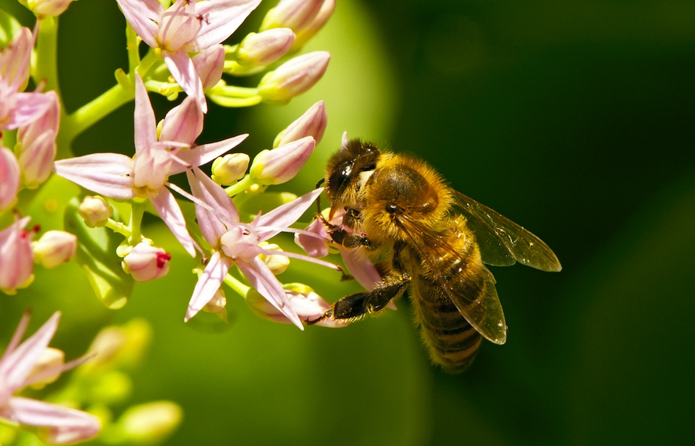 A honeybee on a flower