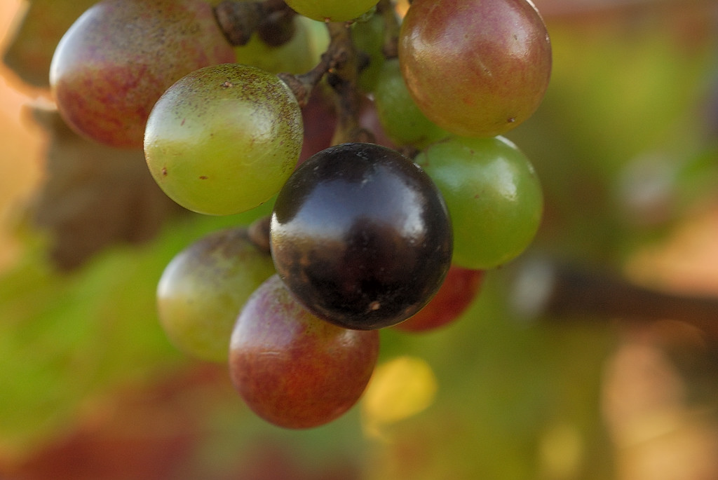 grapes