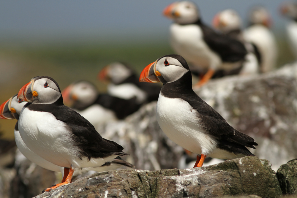 puffins