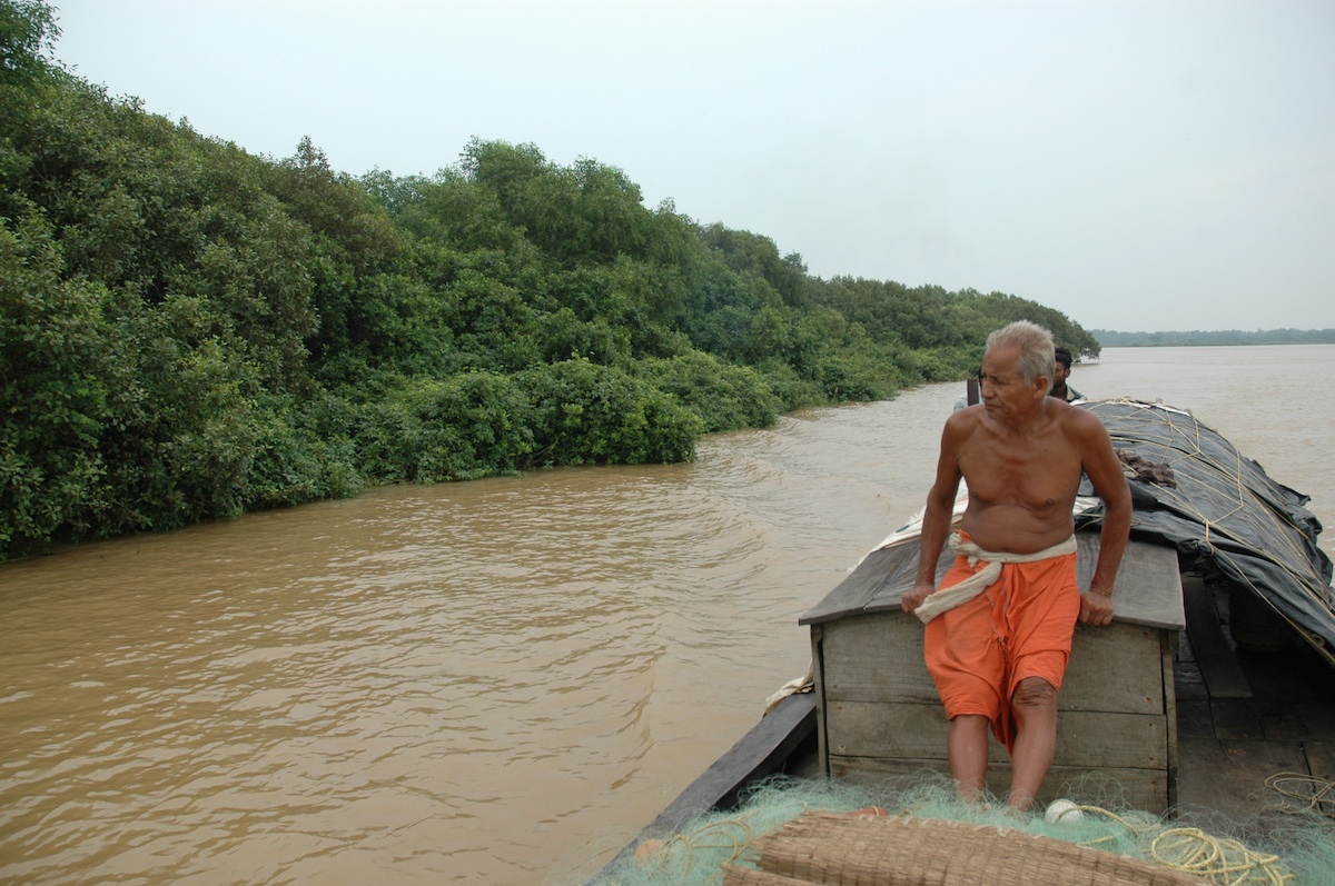 Indian mangrove