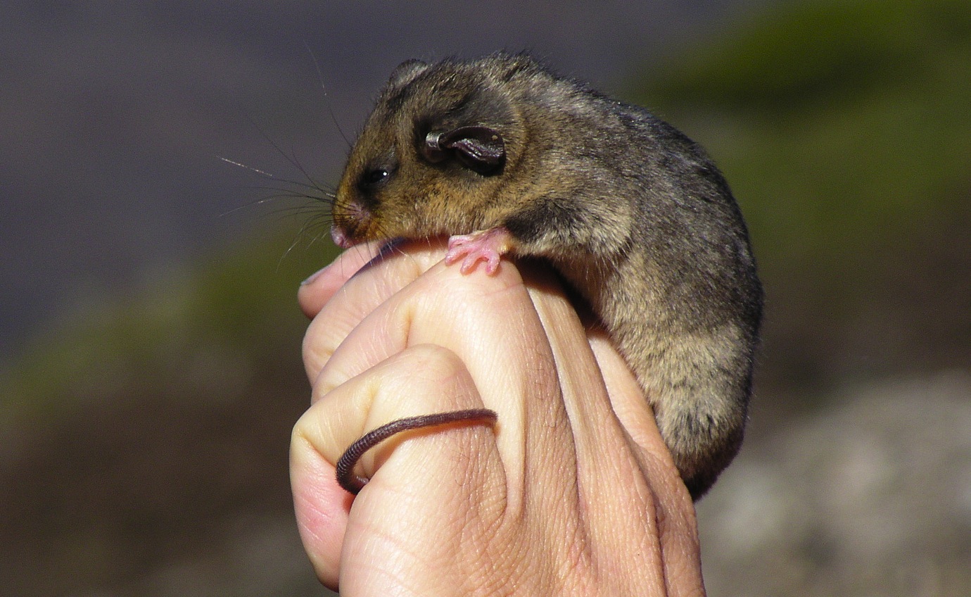 Mountain pygmy possum