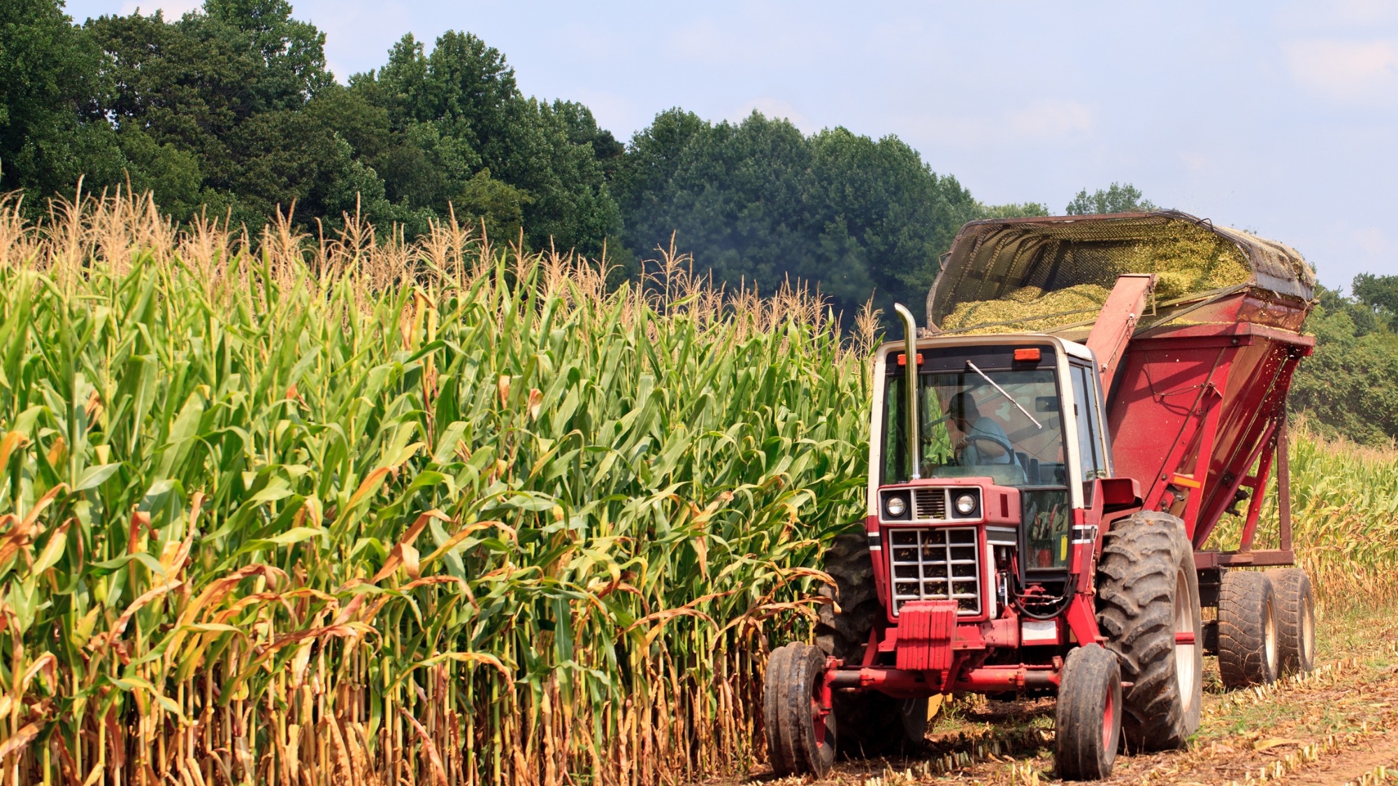 Harvesting corn