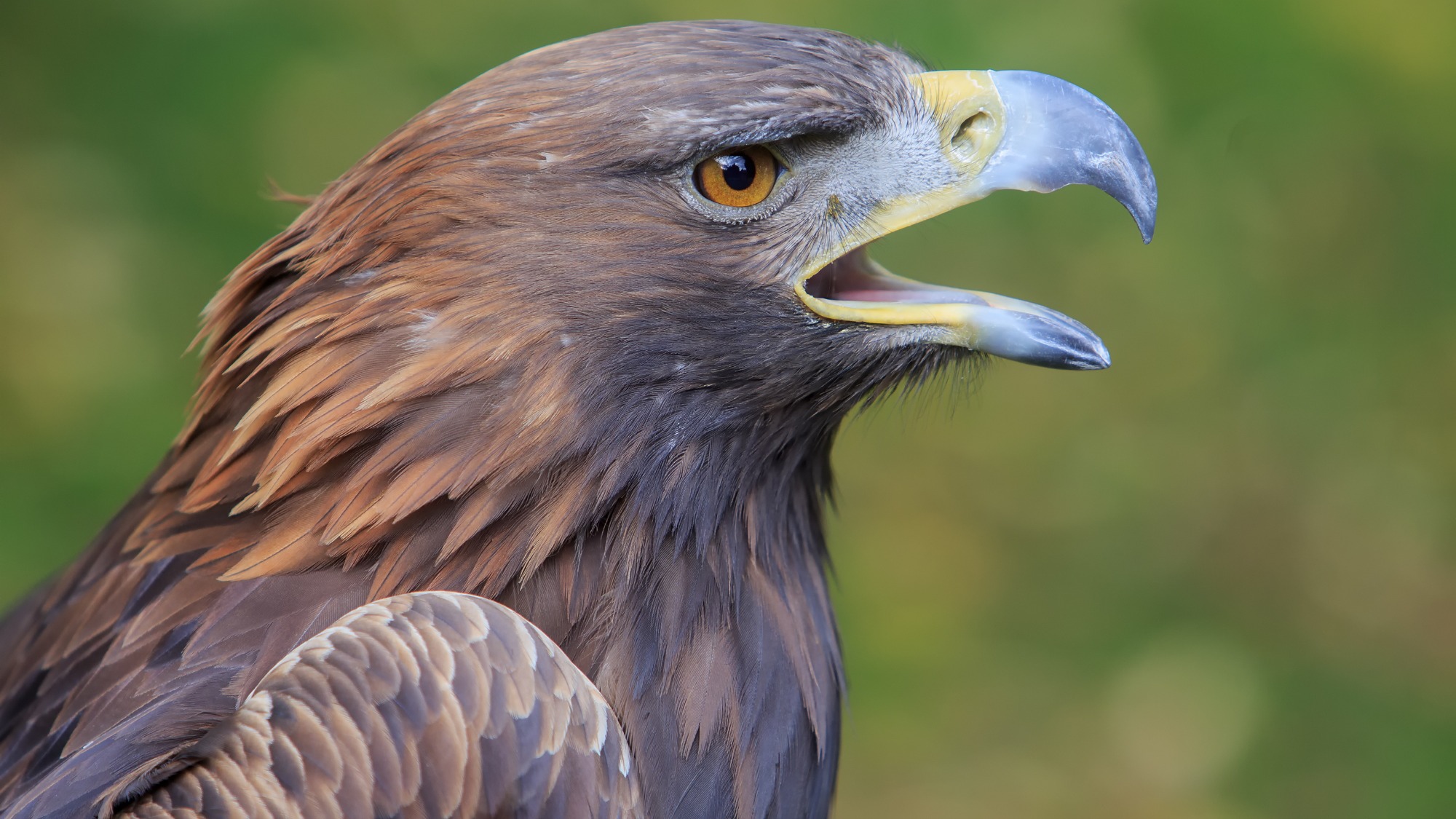 A golden eagle