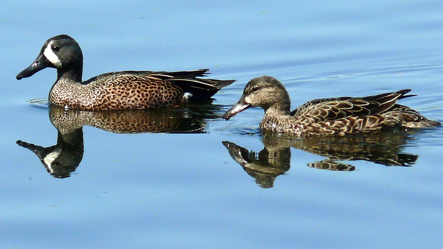 Teal ducks in Texas