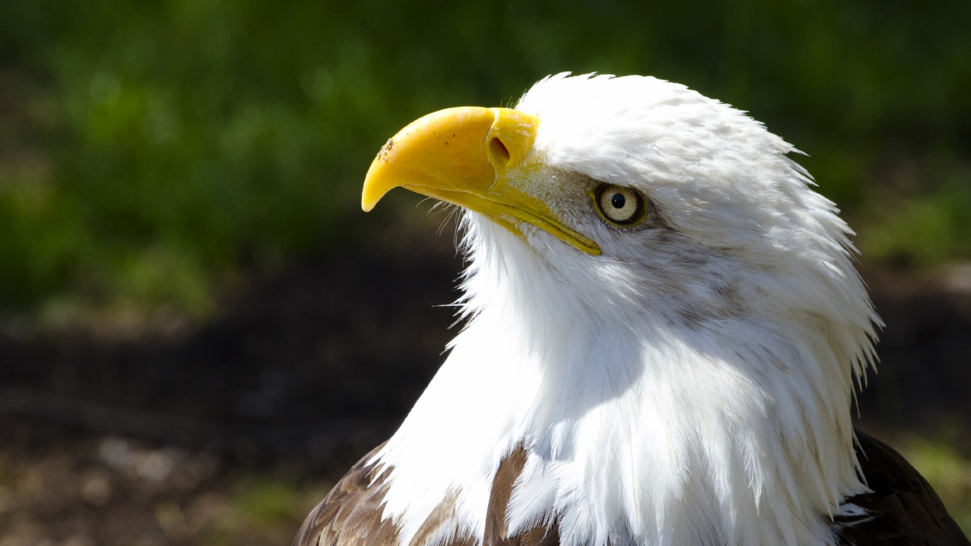 A bald eagle