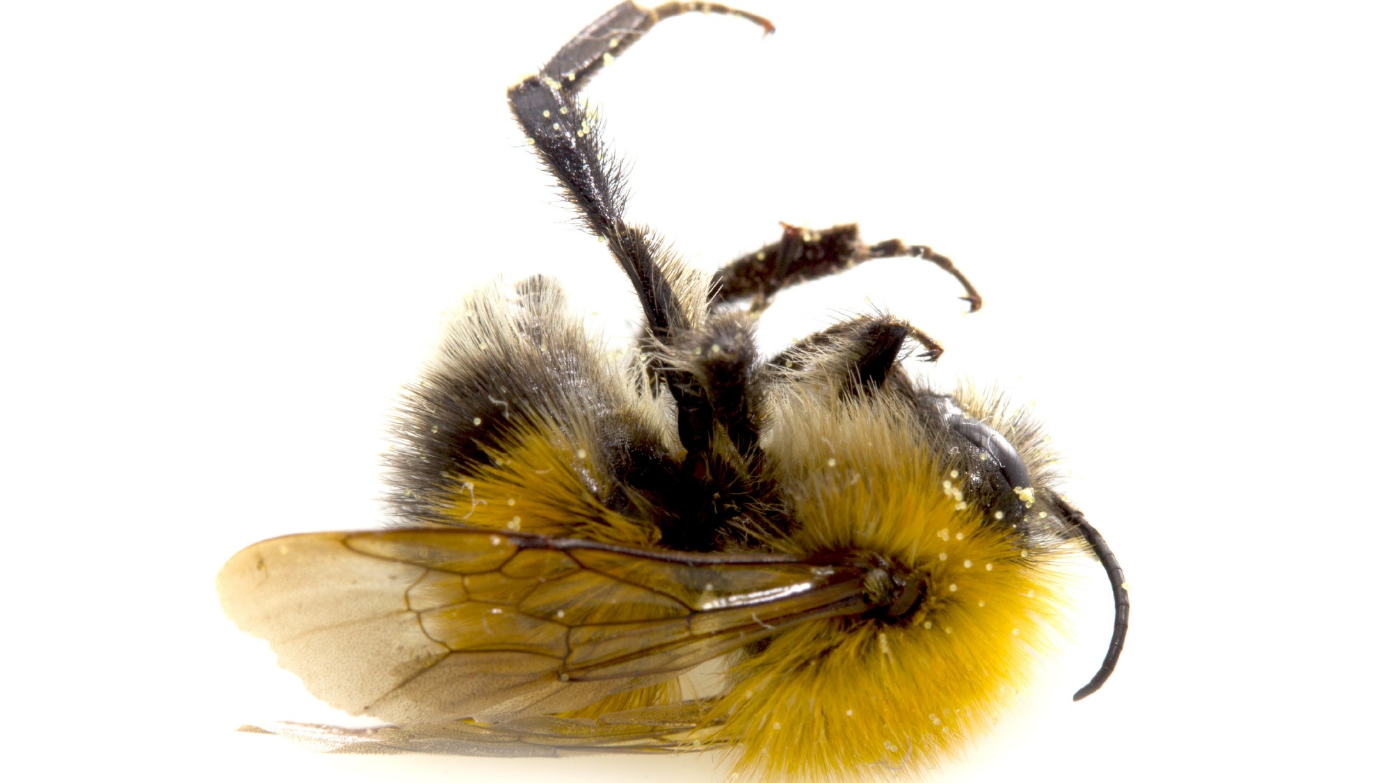 A dead bumblebee