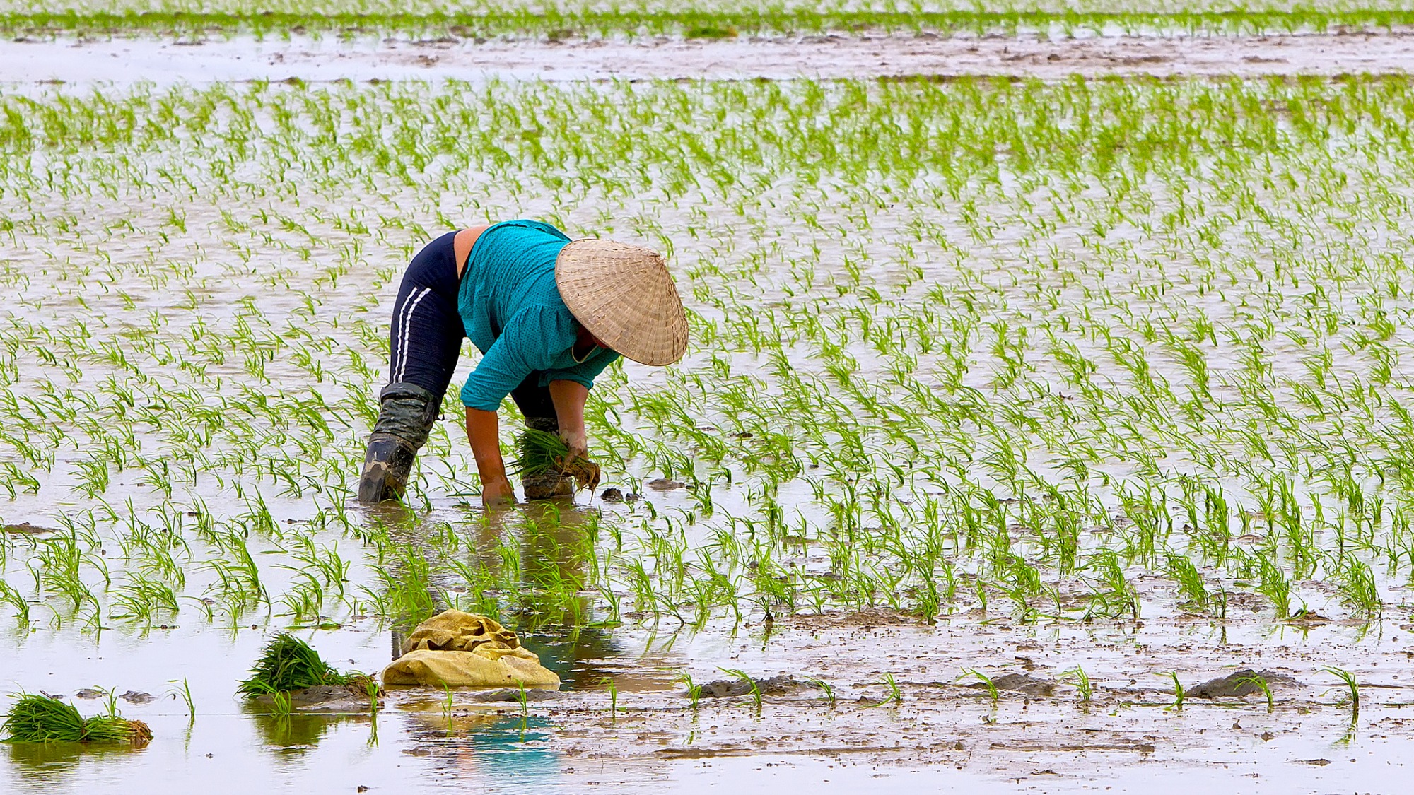 Rice paddy