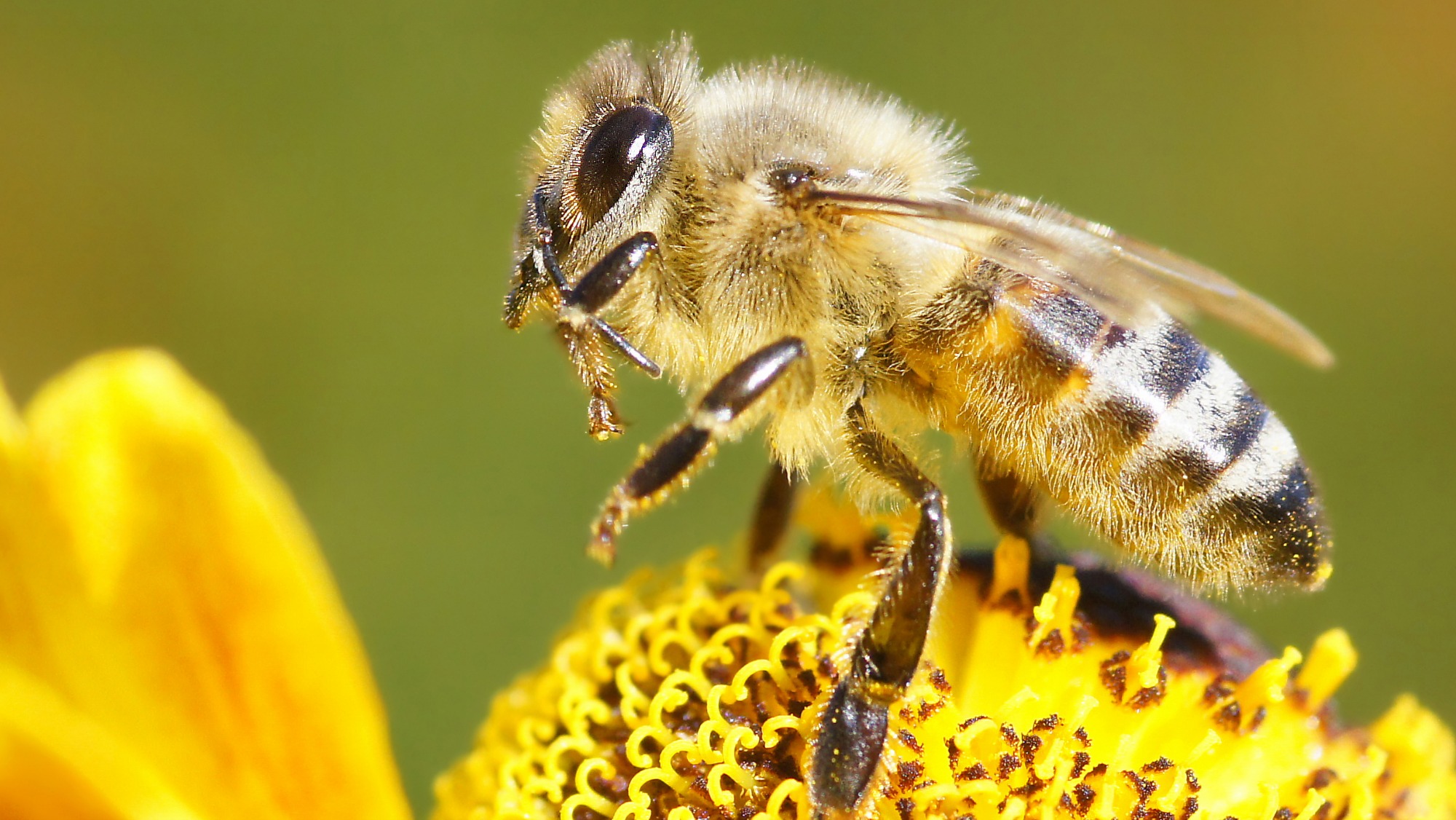 bee on flower