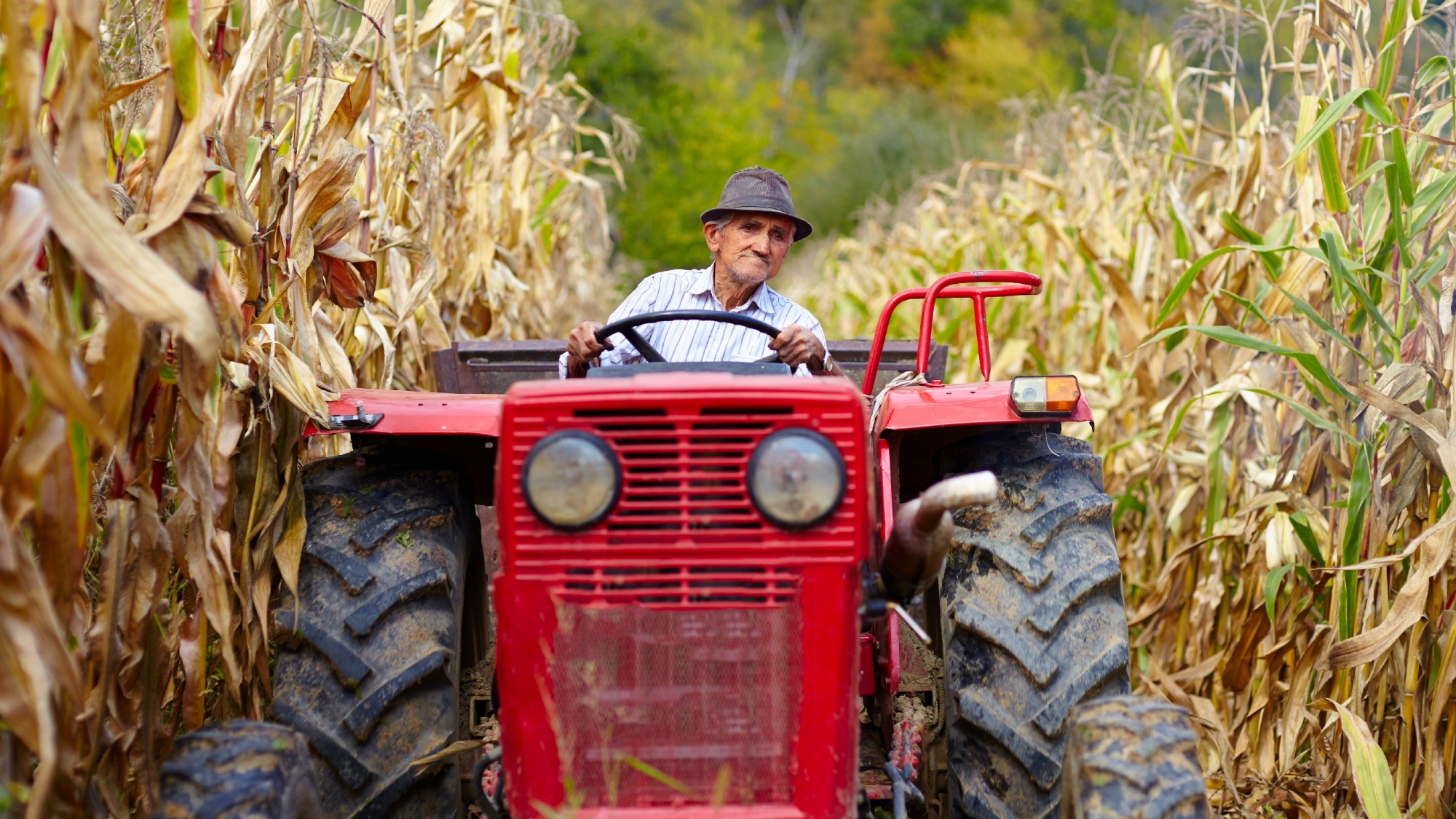 Corn farmer