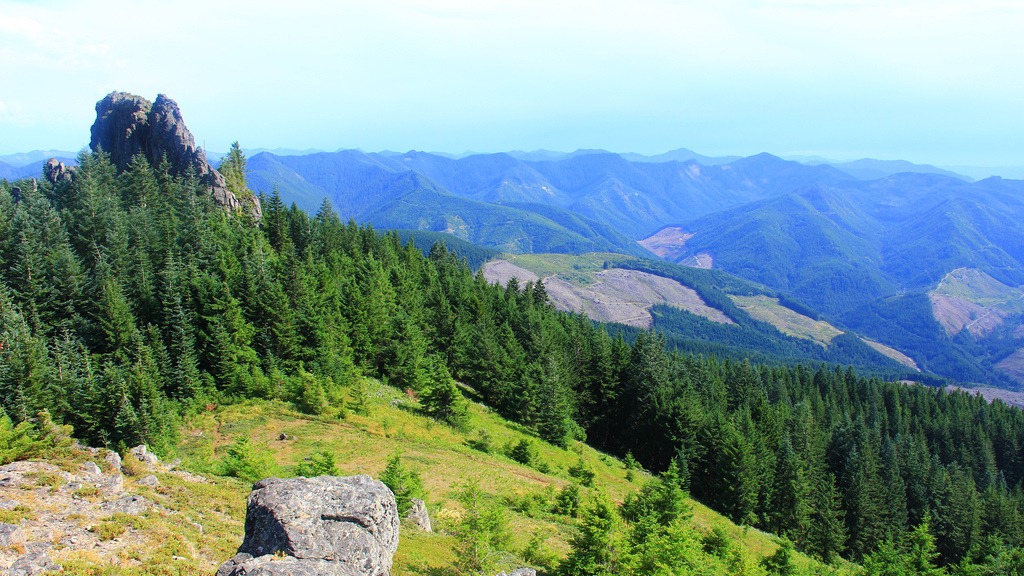 Forests of Douglas fir in Washington