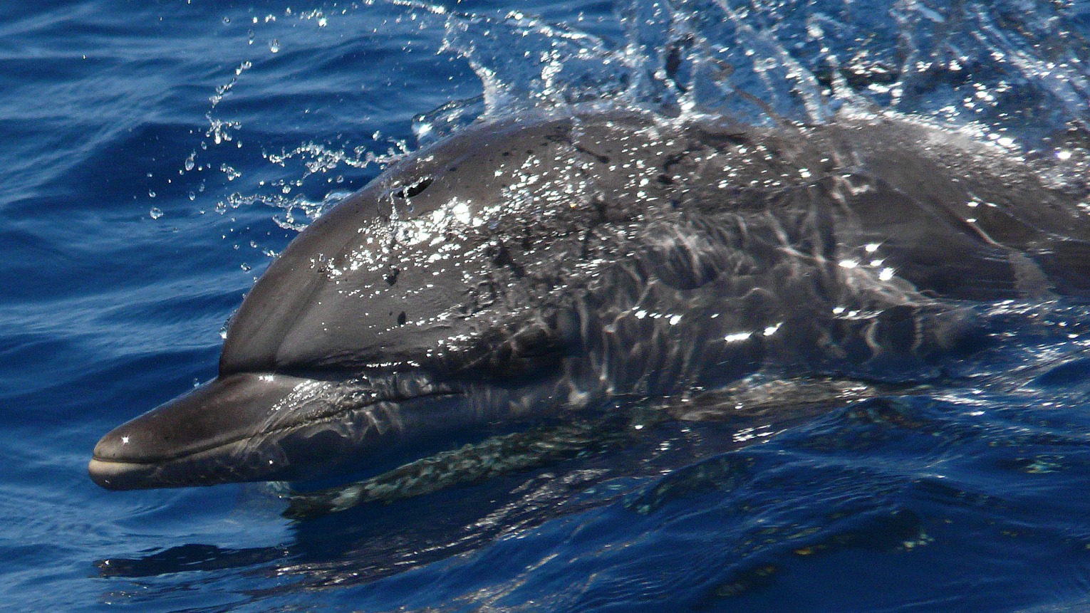 Atlantic spotted dolphin