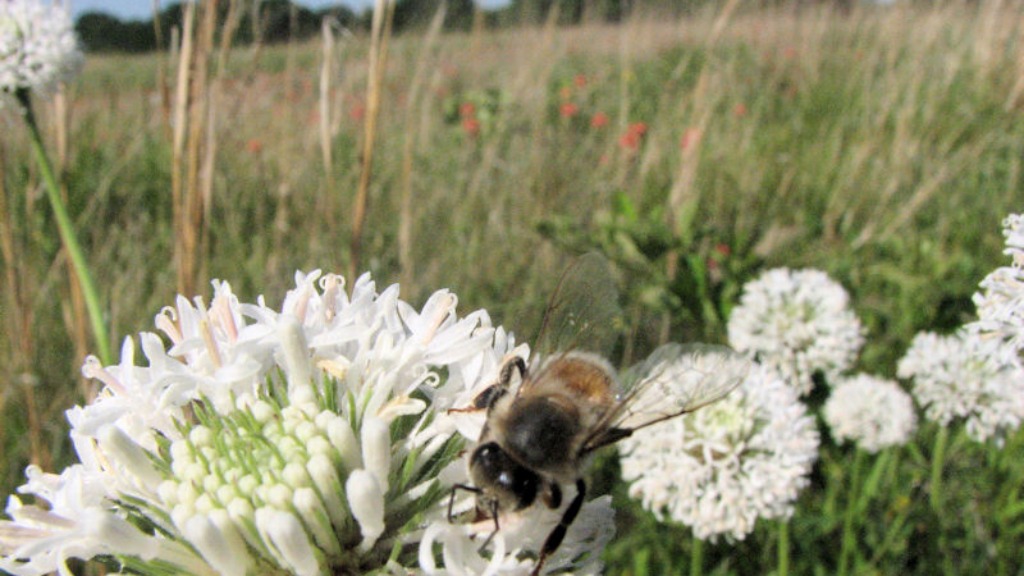 A bee on pastureland