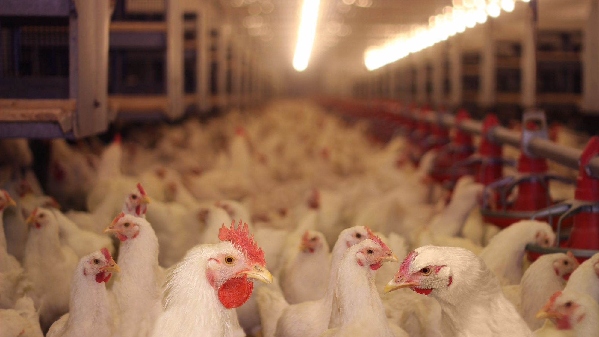 chicken factory farm