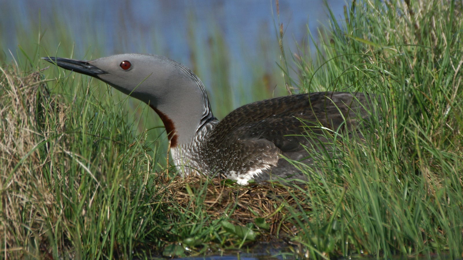 Red-throated loon