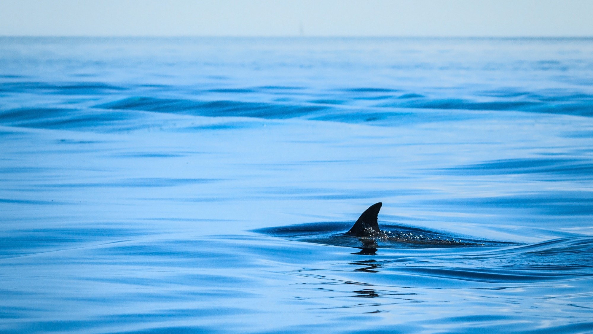 shark in the ocean