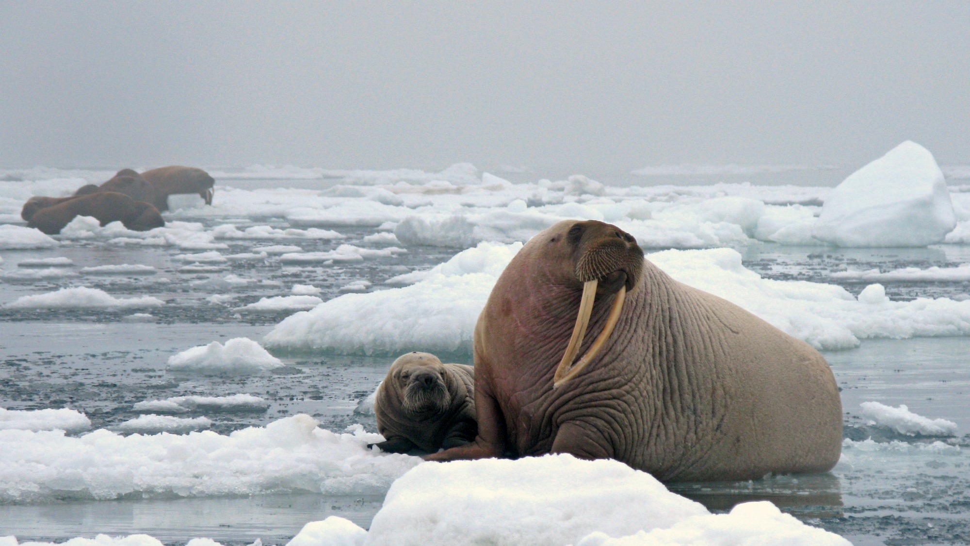 Walruses in the Arctic