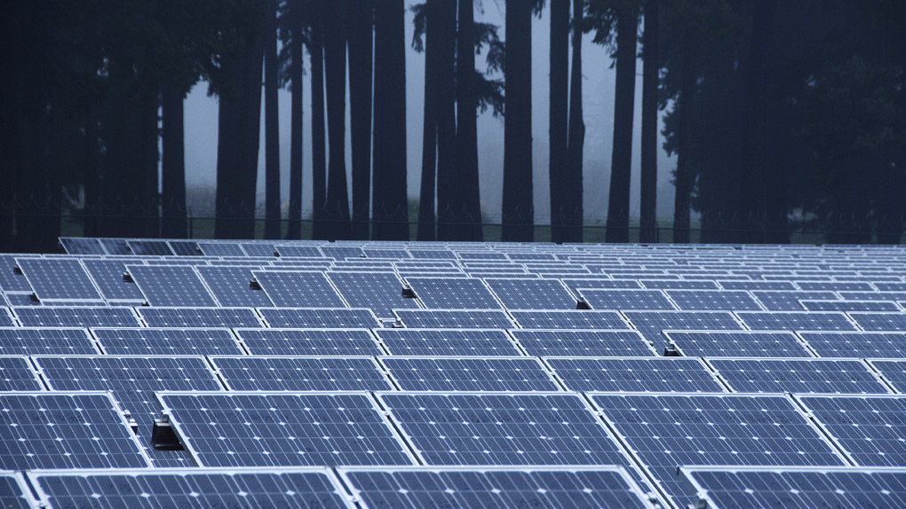 solar farm in front of trees