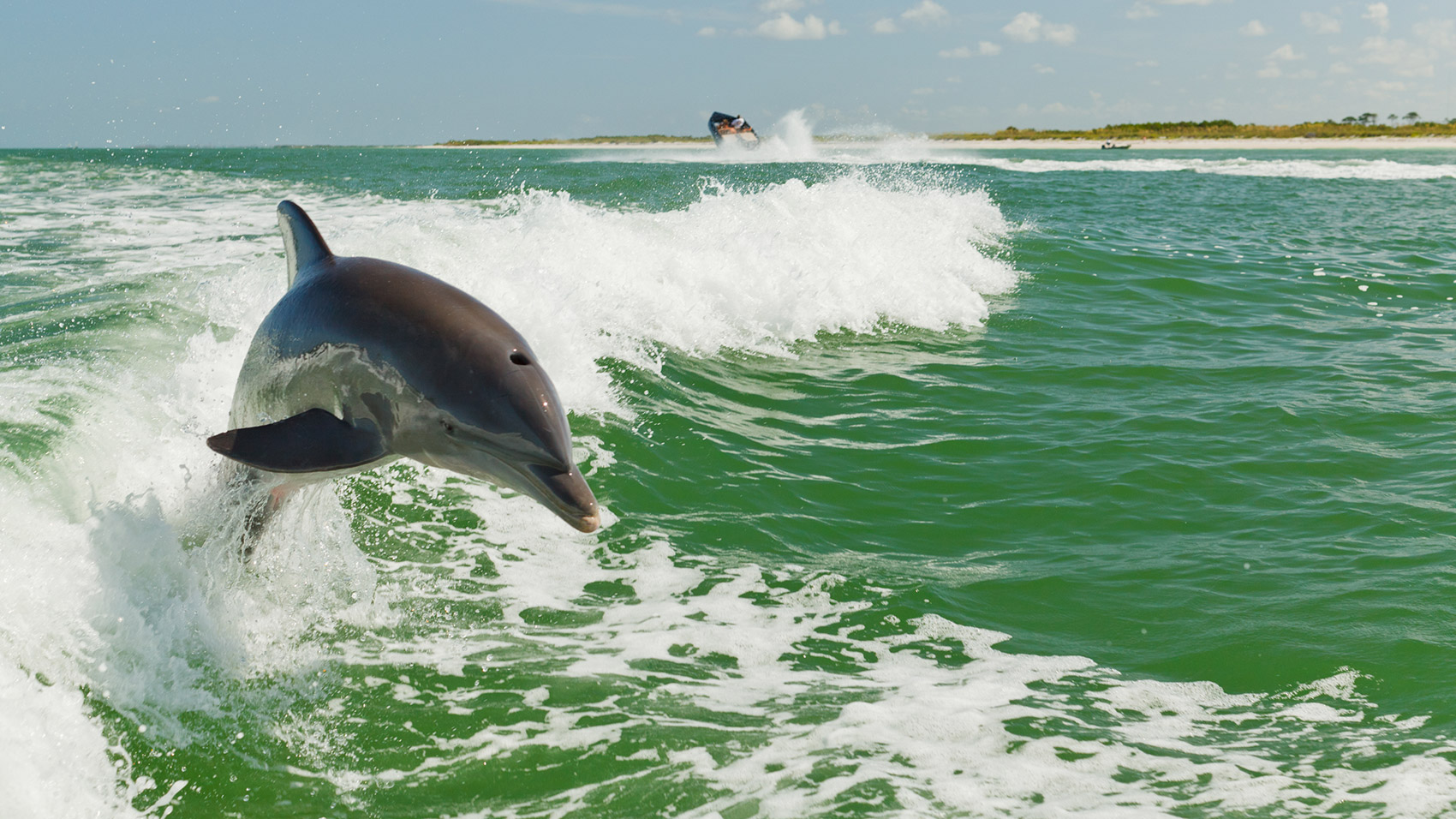 dolphin leaping