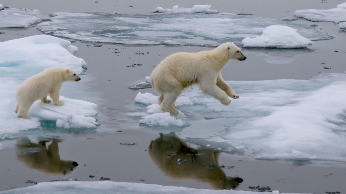 polar bears