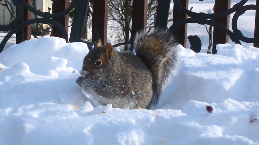 Bridenstine squirrel