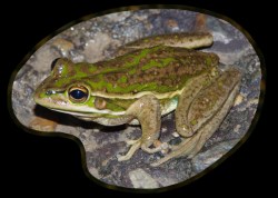 The green and golden bell frog