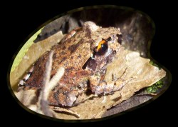 The stuttering frog wants to know why everyone makes fun of the way it talks. And why introduced fish keep eating its tadpoles.