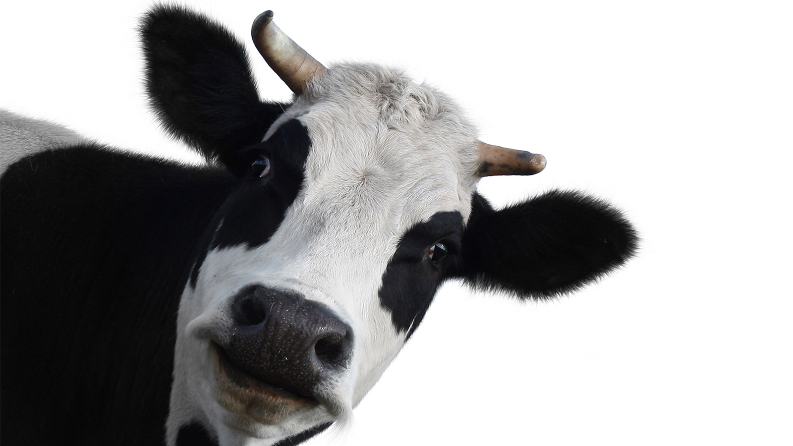 cow