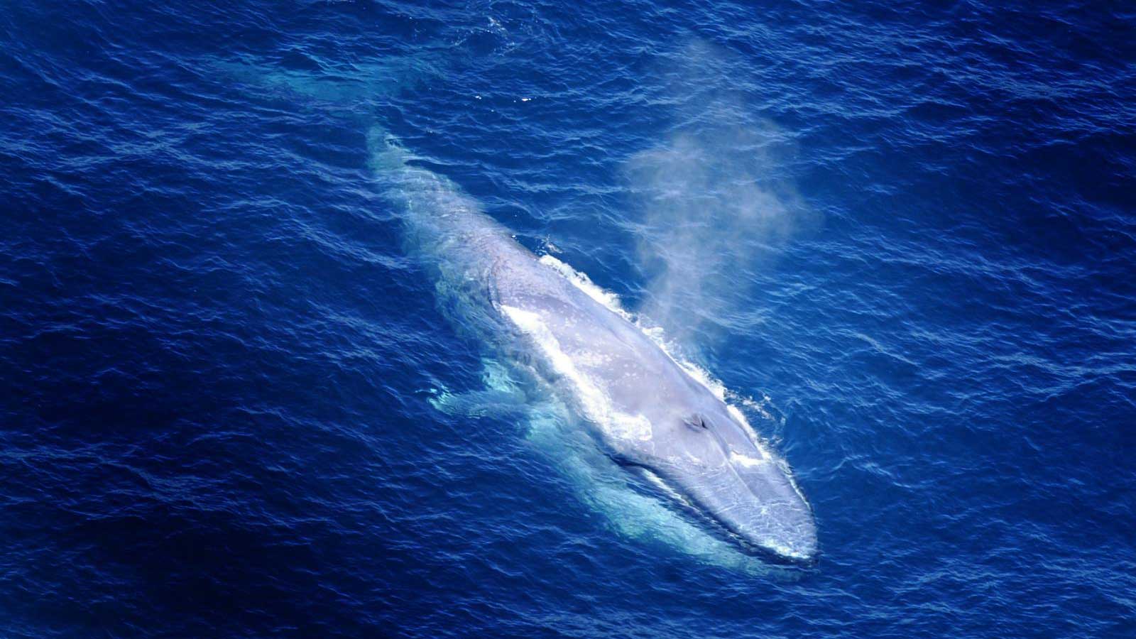 Blue whale