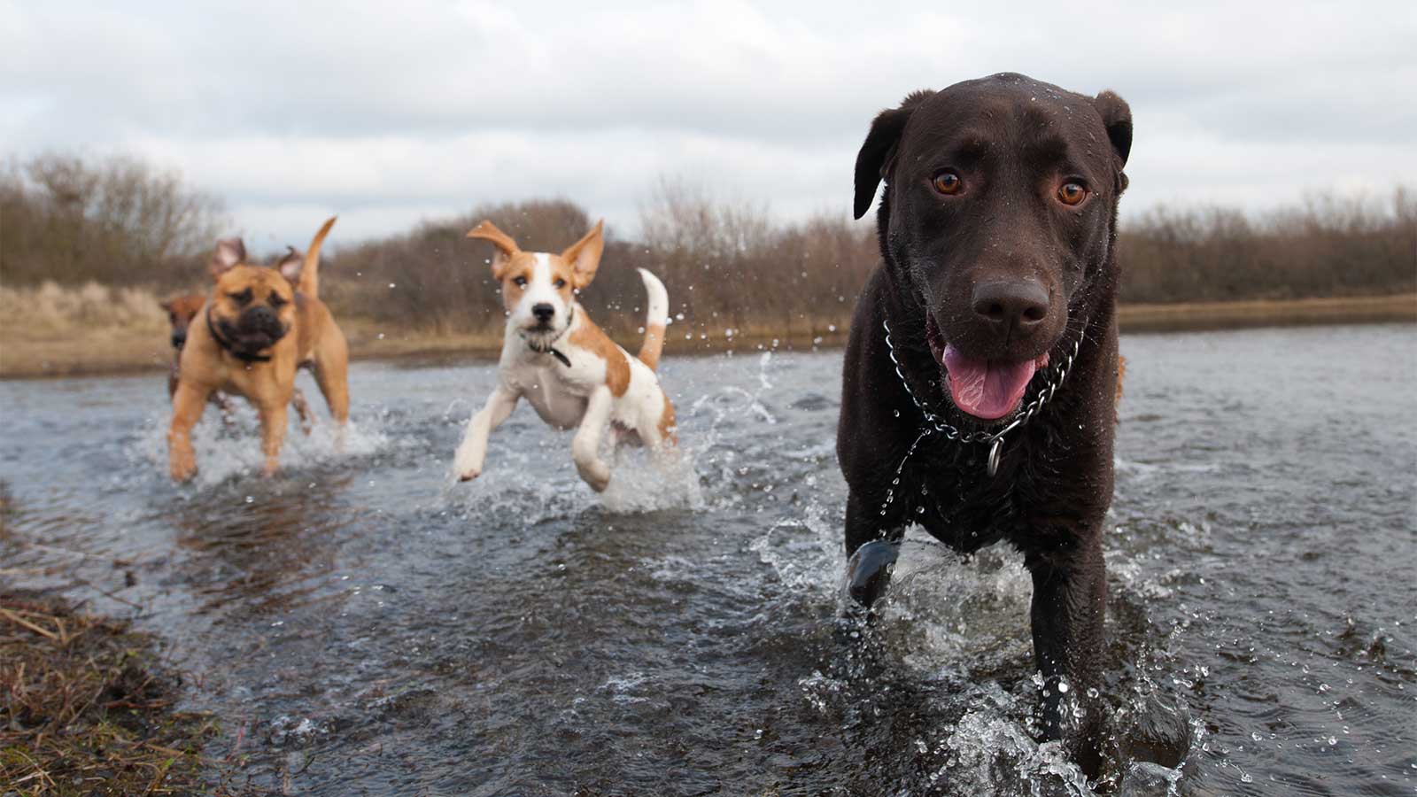 Happy dogs