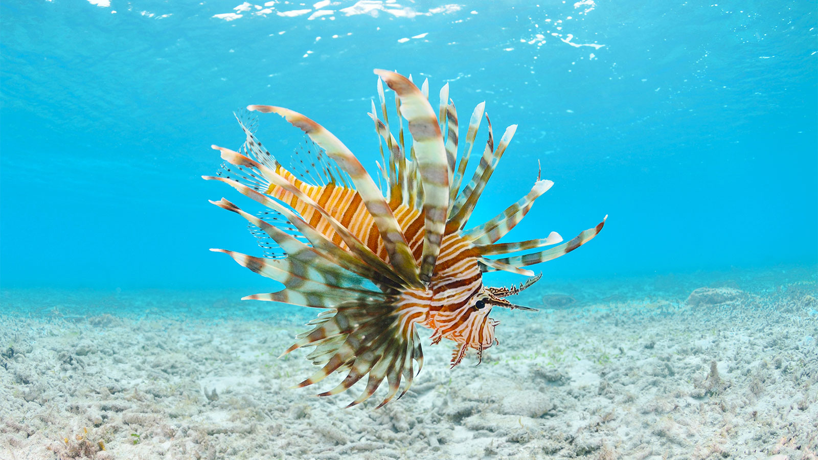 Lionfish