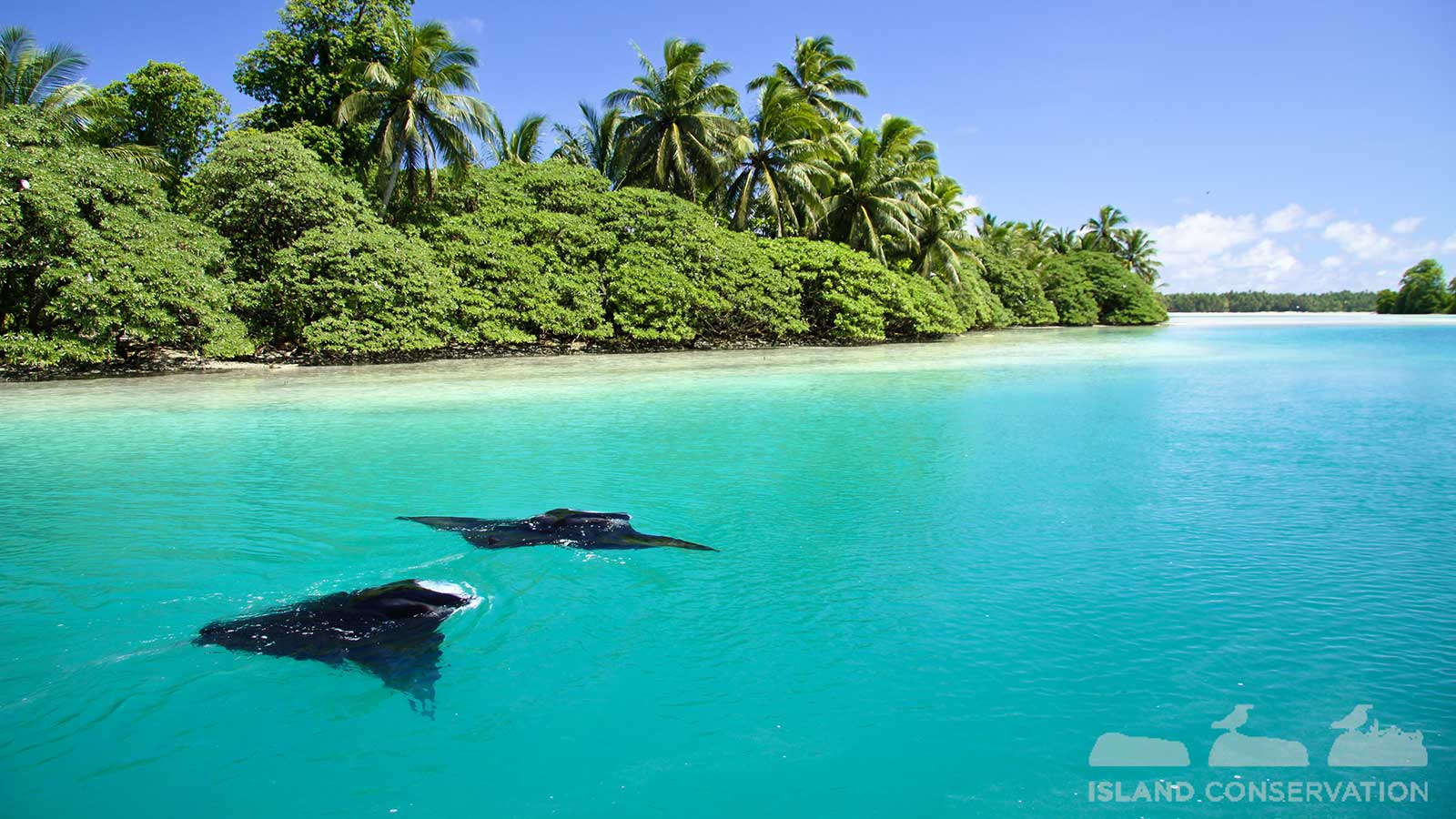 Palmyra Atoll